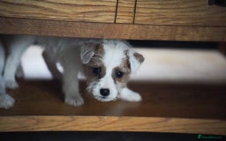 Parson Russell dogs for sale: KC health tested parson Russell terriers  - Image 7