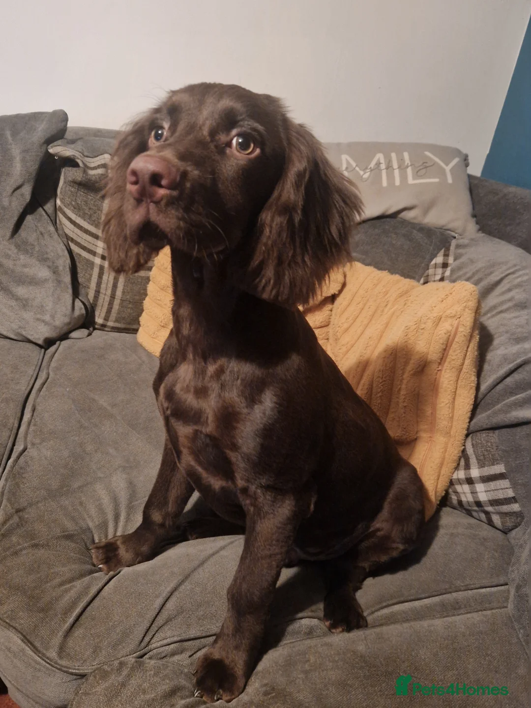 Cocker Spaniel dogs for sale: 8 month old Male Cocker Spaniel  in Accrington - Advert 5