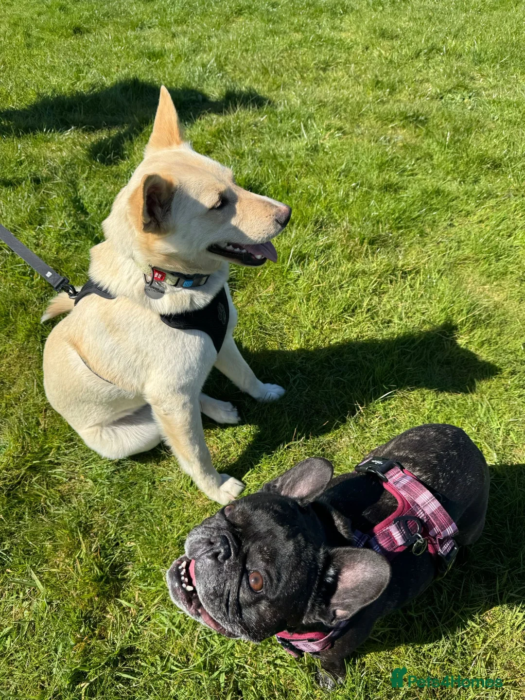 Mixed Breed dogs for adoption: ❤️🐶 MILADY – PERFECT IN EVERY WAY in Norwich - Advert 2