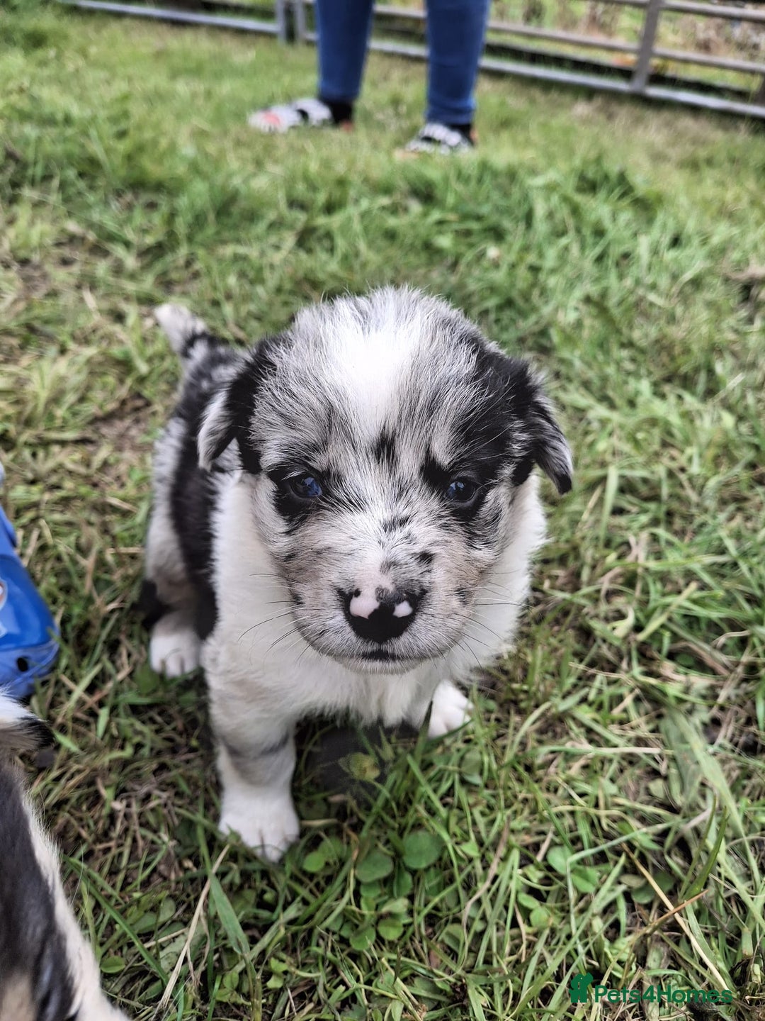 Mixed Breed dogs for sale: Border Collie x Australian Shepherd - Image 1
