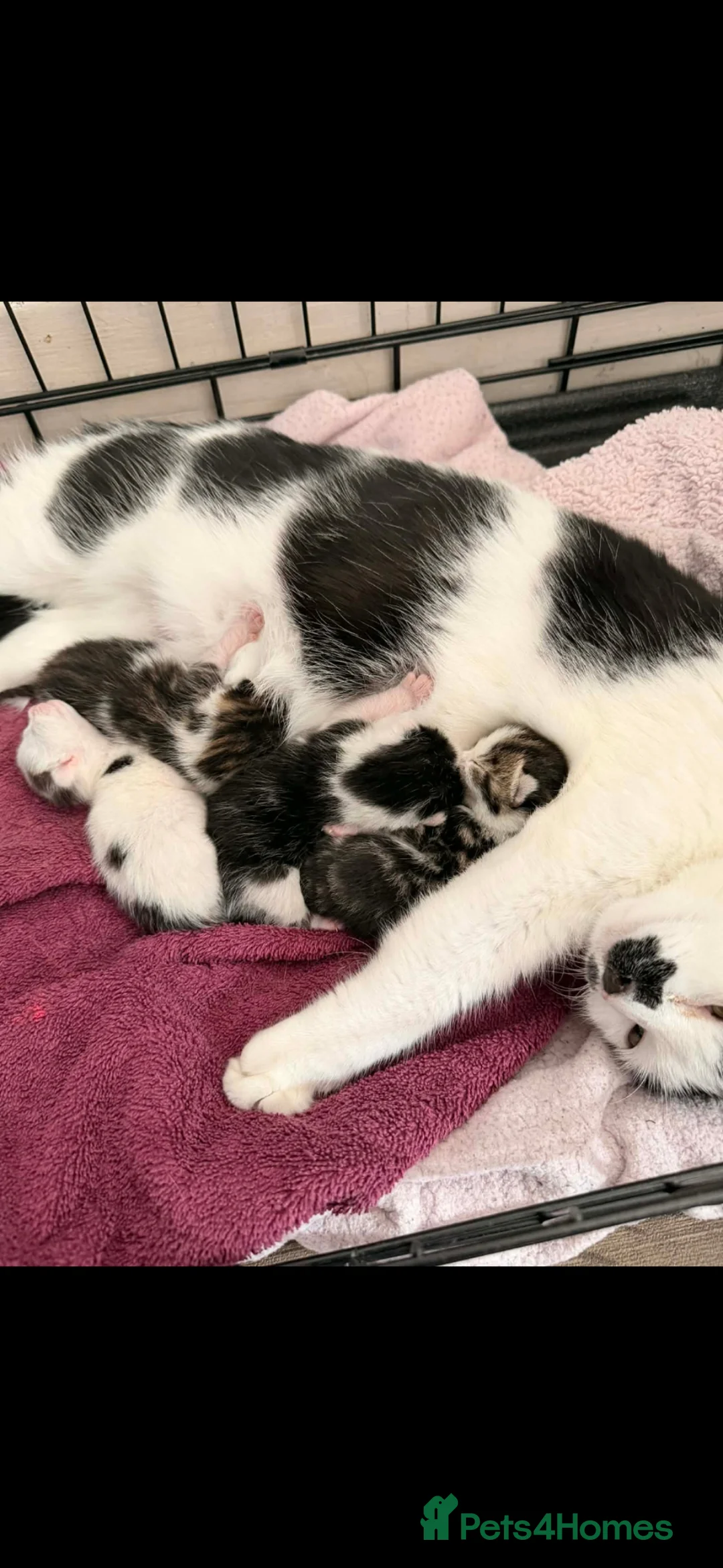 Mixed Breed cats for sale: Kittens  - Advert 1