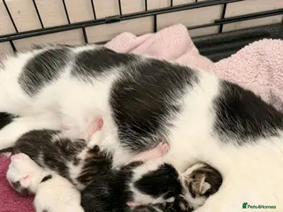 Mixed Breed cats Kittens - Advert 3