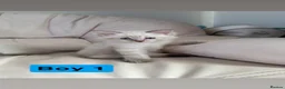Ragdoll cats for sale: Stunning litter of ragdoll kittens  - Advert 20