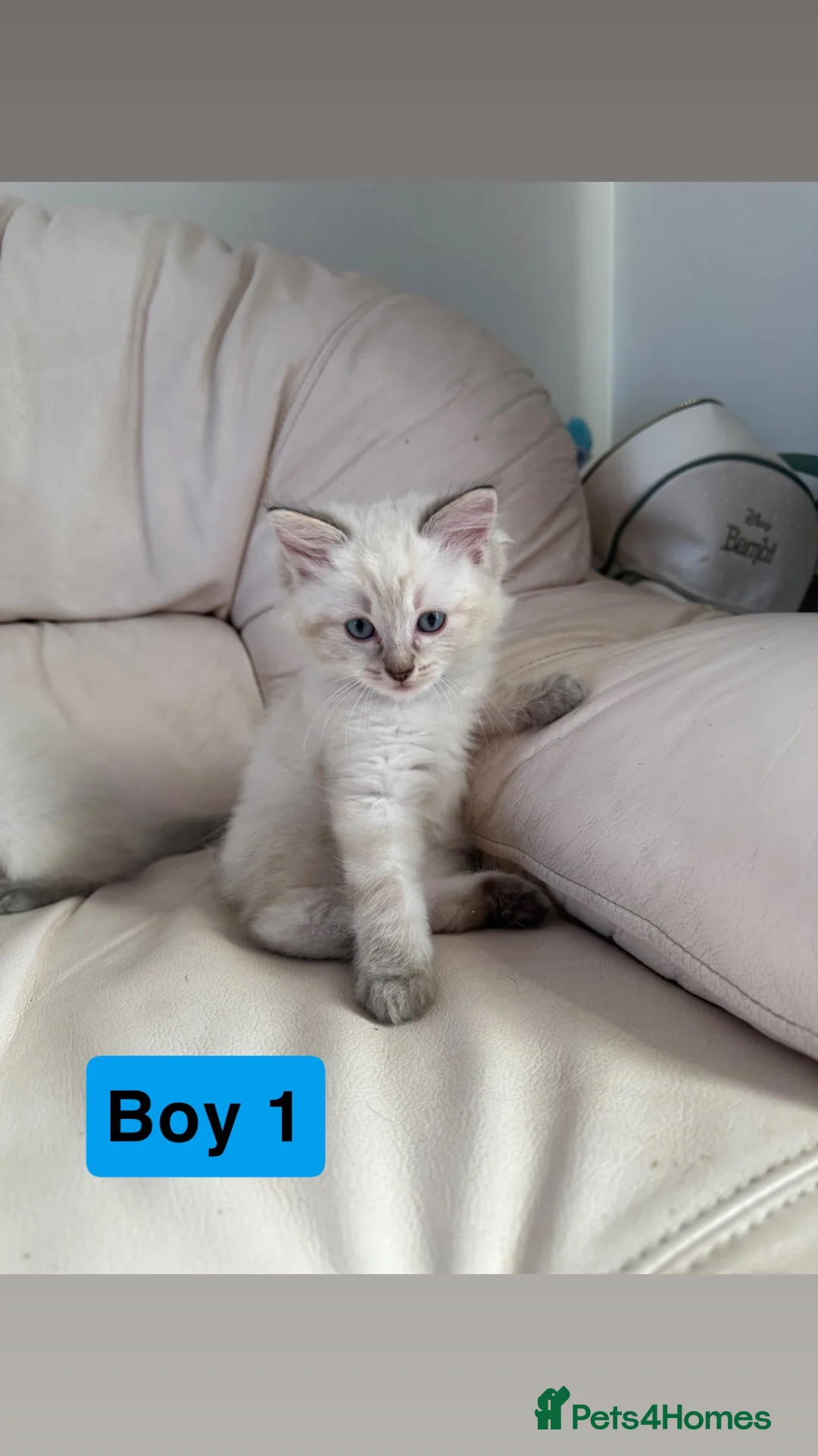 Ragdoll cats for sale: Stunning litter of ragdoll kittens  - Advert 20