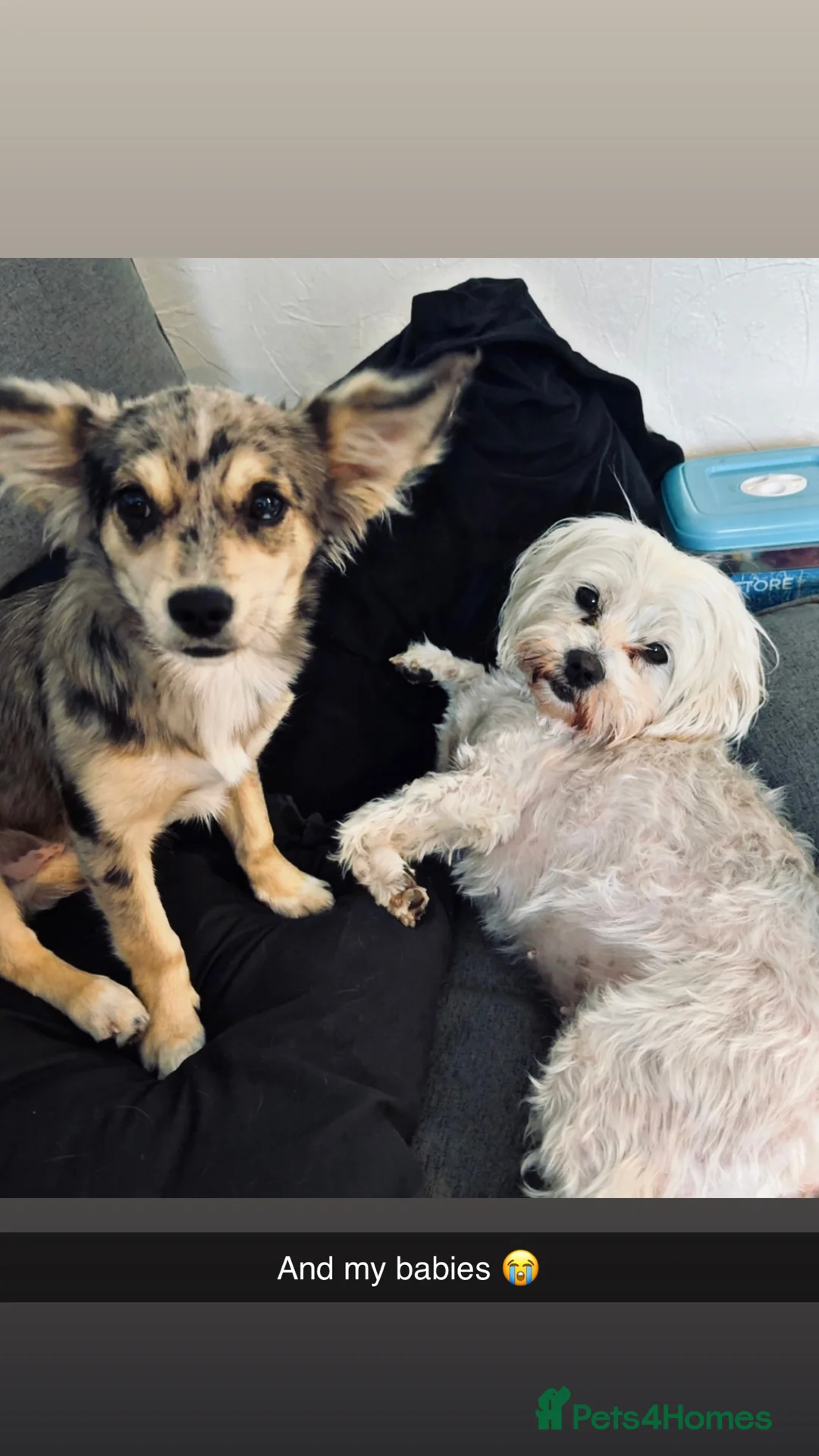 Jack Chi dogs for sale: 12 month old Merl JackChi  **  - Advert 7