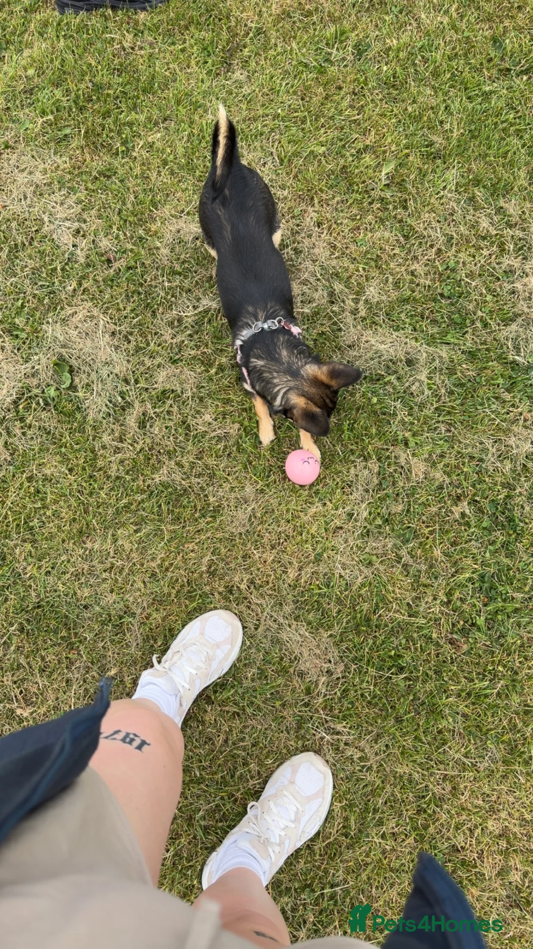 Mixed Breed dogs for sale: Dottie 10 months  - Advert 2