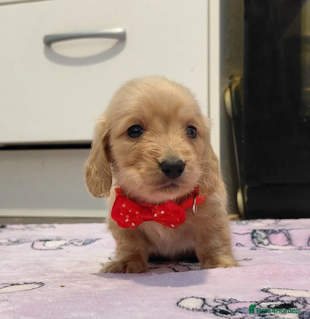 Miniature Dachshund dogs for sale: KC Reg. Longhaired Full Cream Mini Dachshunds 💛🐾 - Advert 37