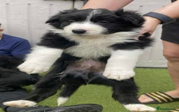 Border Collie dogs for sale: Puppy Border Collie - Image 6