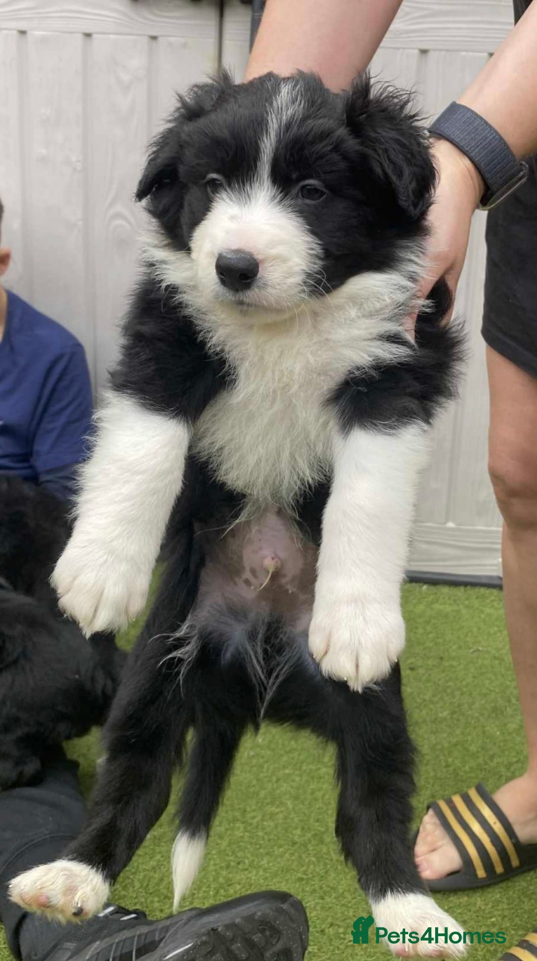 Border Collie dogs for sale: Puppy Border Collie - Image 6