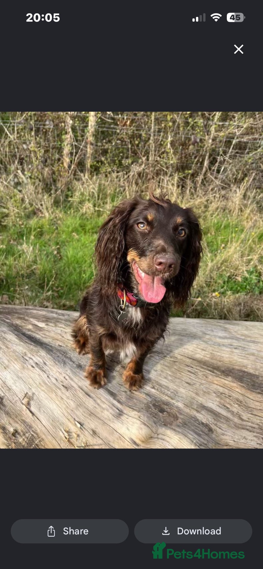 Cockapoo dogs for sale: premium Cockapoo Fb2 Puppies  - Advert 1