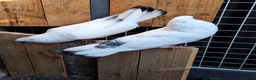 Pigeons birds for sale: Pair of Pouter Pigeons for sale - Advert 12