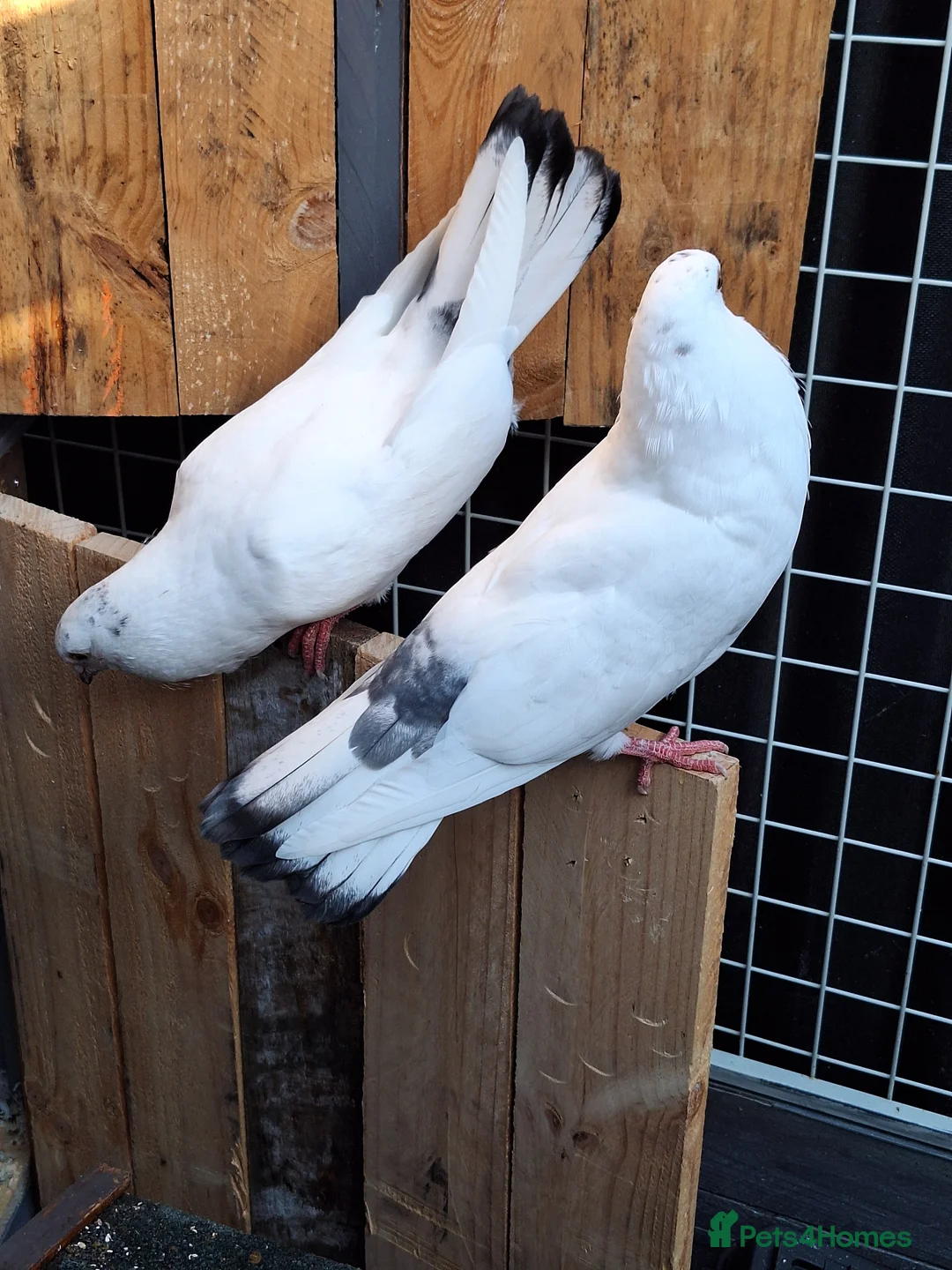 Pigeons birds for sale: Pair of Pouter Pigeons for sale - Advert 12