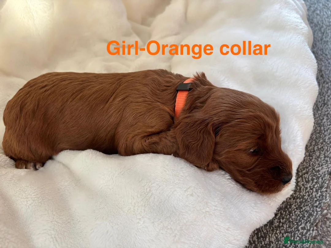 Cockapoo dogs for sale: 🐾 STUNNING F1B RED MINIATURE COCKAPOO PUPPIES  - Advert 8
