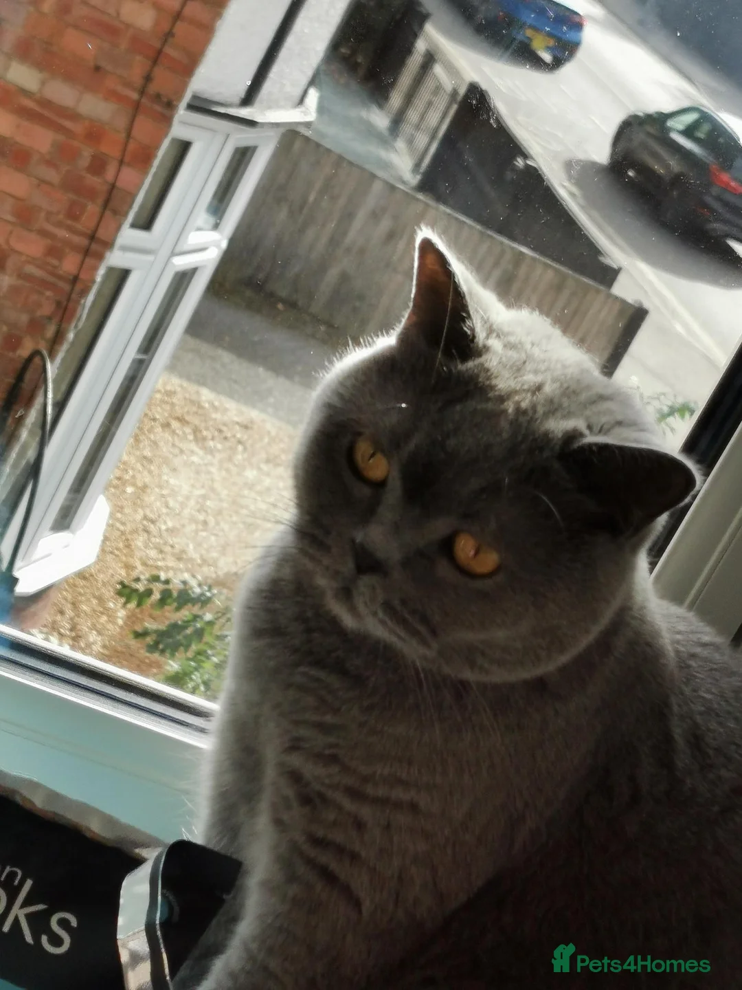 British Longhair cats for sale: Dior  in Peterborough - Advert 2