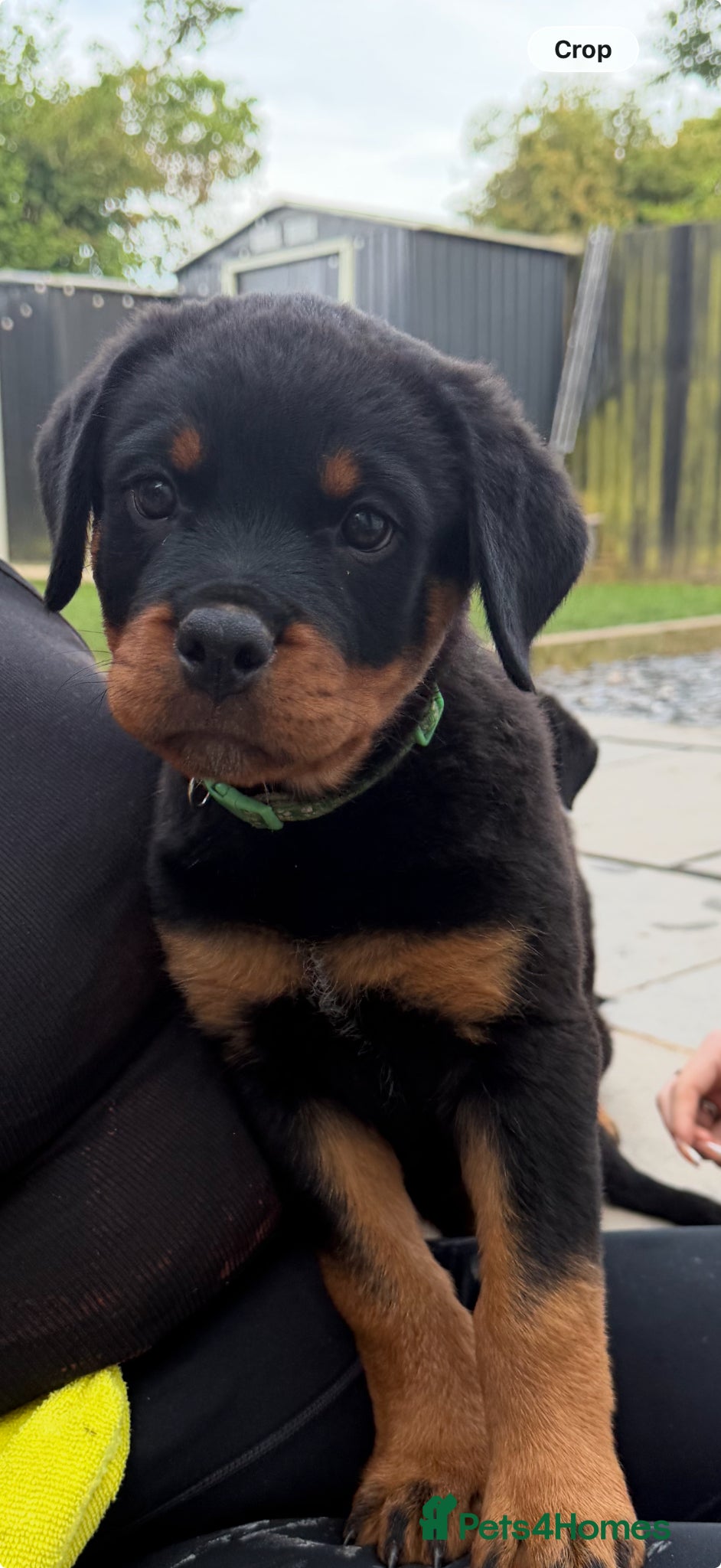 Rottweiler dogs     Gorgeous Rottweiler Puppies - Advert 1