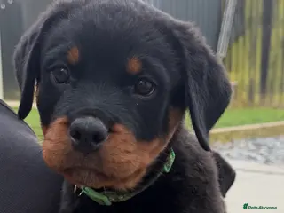 Rottweiler dogs Gorgeous Rottweiler Puppies - Advert 1