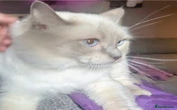 Ragdoll cats for sale: GCCF Beautiful Ragdoll Kittens - Image 29