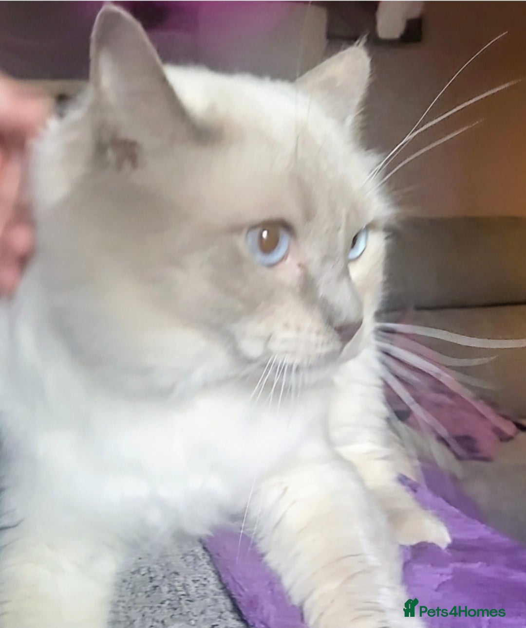 Ragdoll cats for sale: GCCF Beautiful Ragdoll Kittens - Image 29