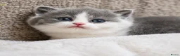 British Shorthair cats for sale: GCCF British Shorthair kitten - Advert 6