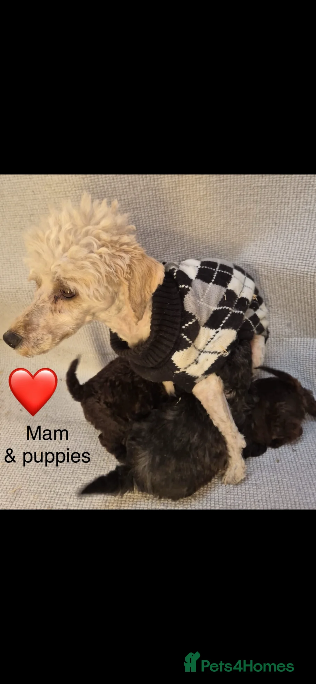 Cockapoo dogs for sale: Gorgeous cockapoos f2b  in Newcastle upon Tyne - Advert 2