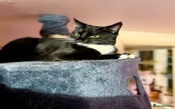 Mixed Breed cats for sale: 3 mixed breed kittens  - Image 10