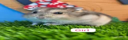 Hamster rodents for sale: Dwarf Hamster Babies Male Female Pedigree  - Advert 1