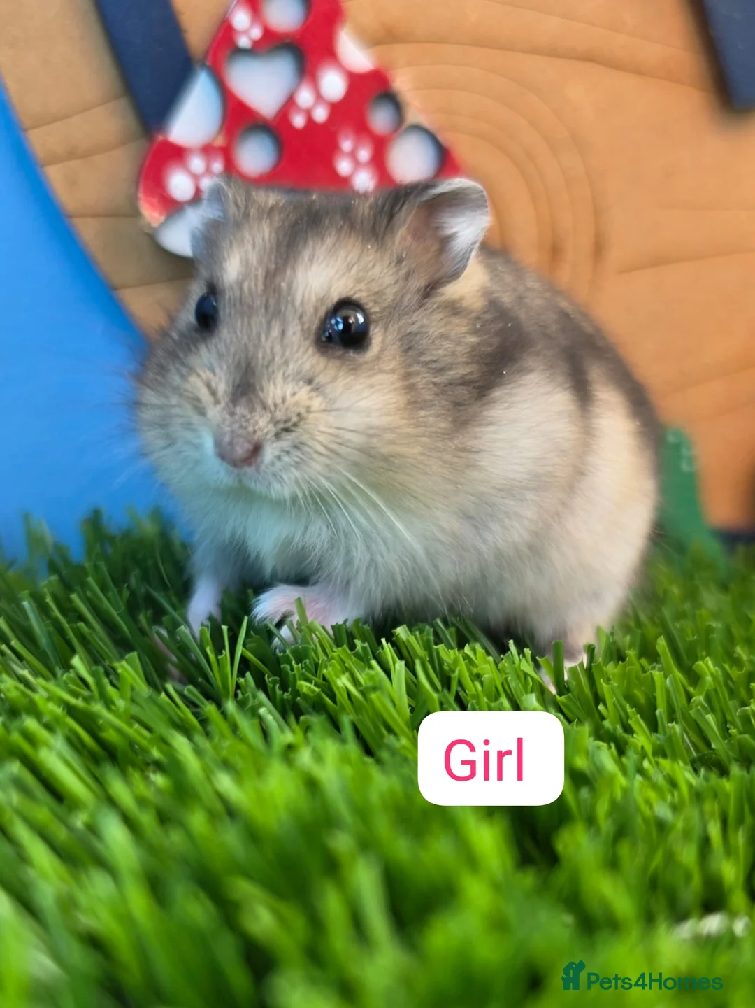 Hamster rodents for sale: Dwarf Hamster Babies Male Female Pedigree  - Advert 1