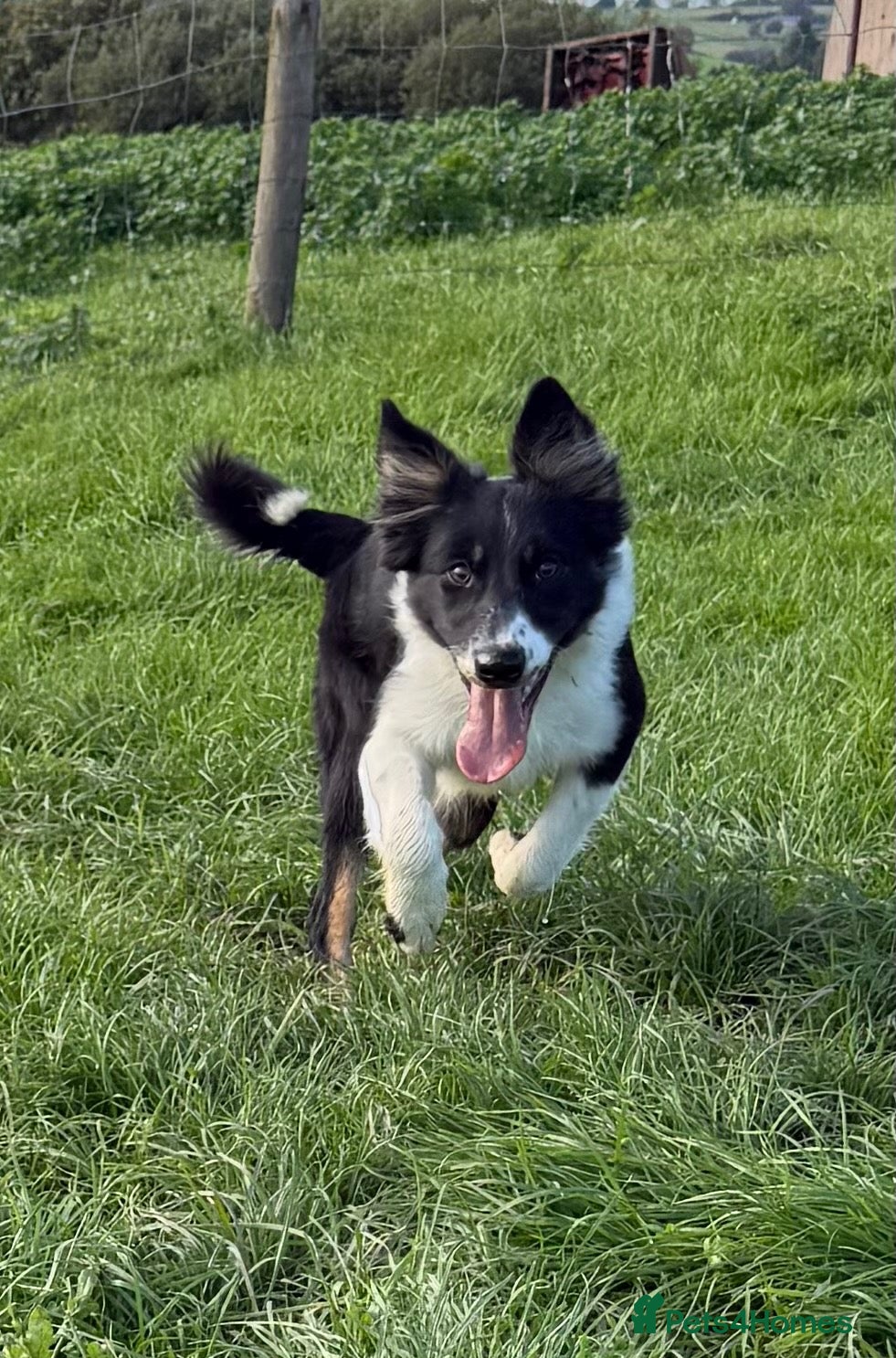 Border Collie dogs 🐾 Beautiful Border Collie Pup (Bet)  🐾 - Advert 6