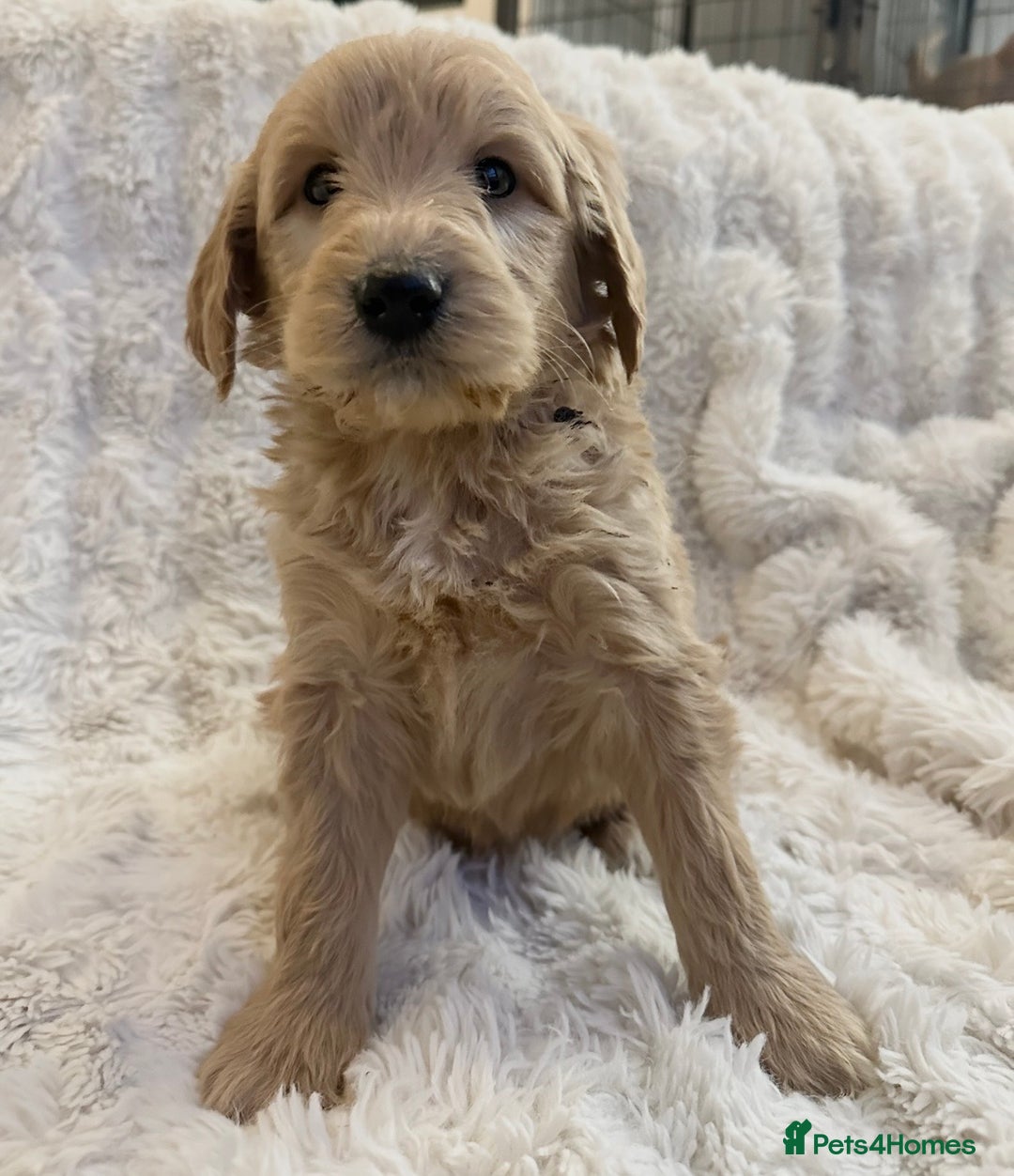 Goldendoodle dogs for sale: Beautiful golden doodles  - Advert 21