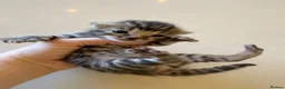 Bengal cats for sale: Half Bengal kittens - Advert 23