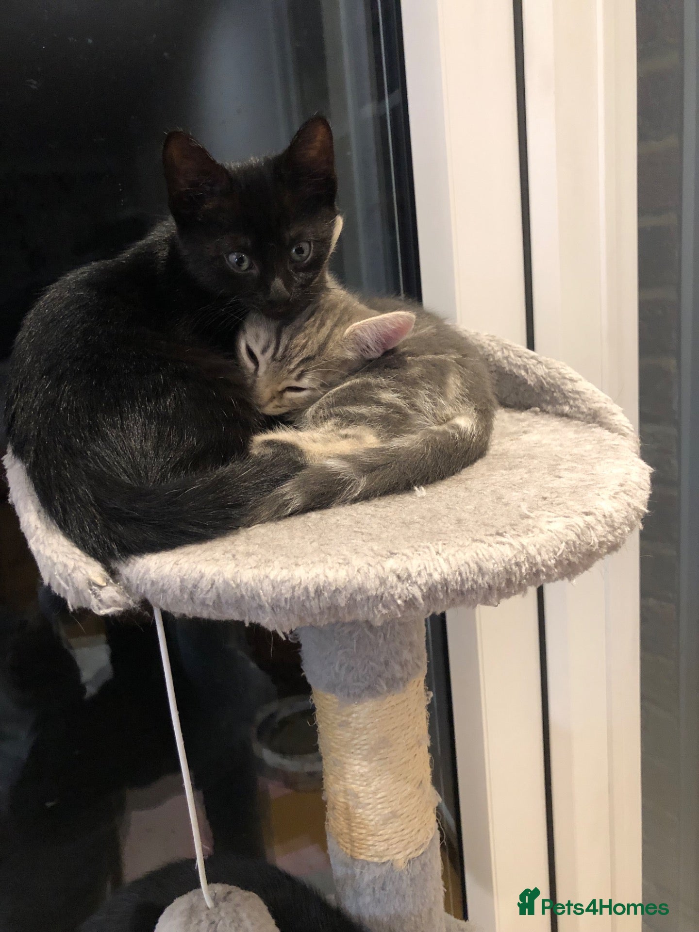 Mixed Breed cats Adorable and playful mixed-breed kittens for sale - Advert 2