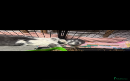 French Lop rabbits for sale: Giant French lop rabbits  - Image 6