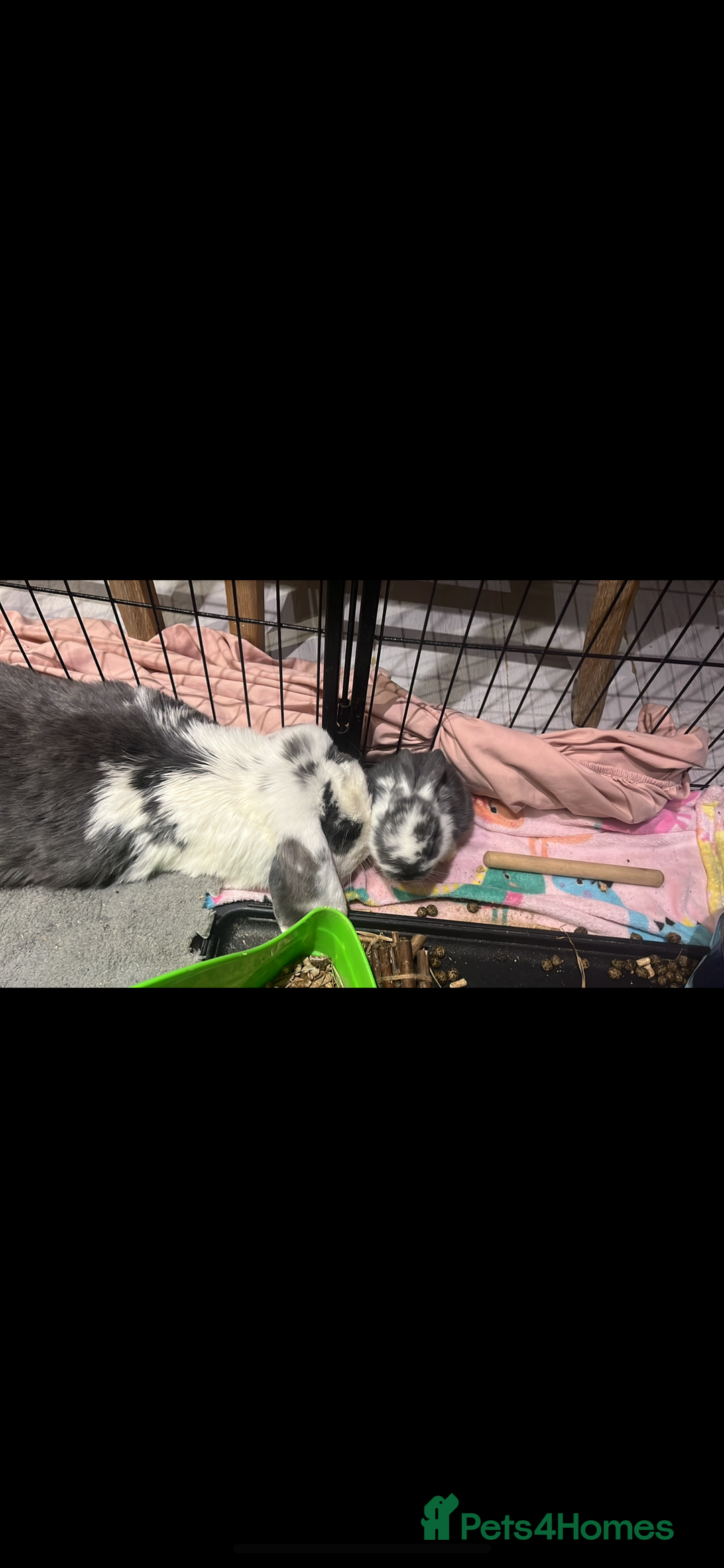 French Lop rabbits for sale: Giant French lop rabbits  - Image 6