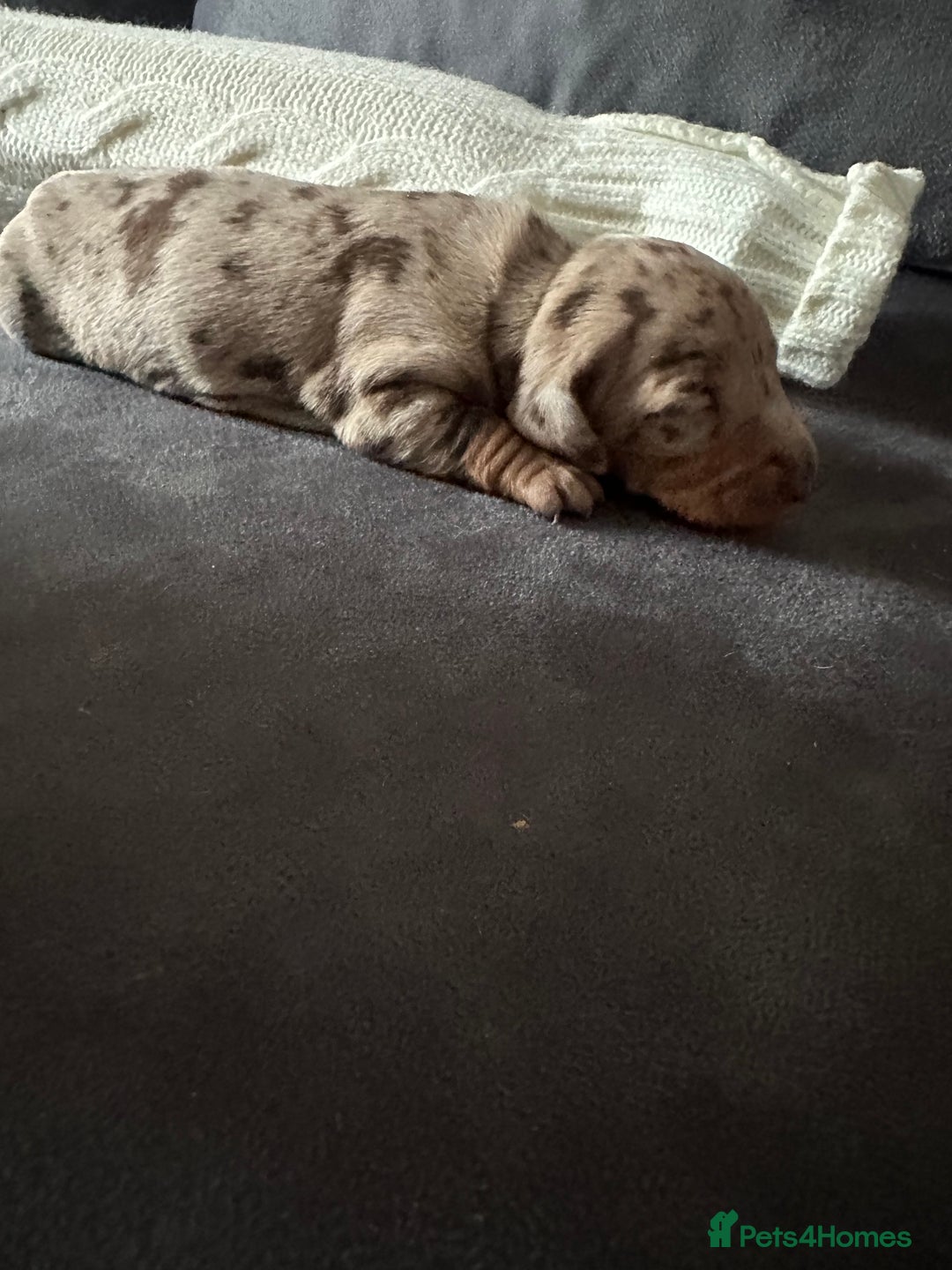 Dachshund dogs for sale: Miniature dashaunds - Advert 6