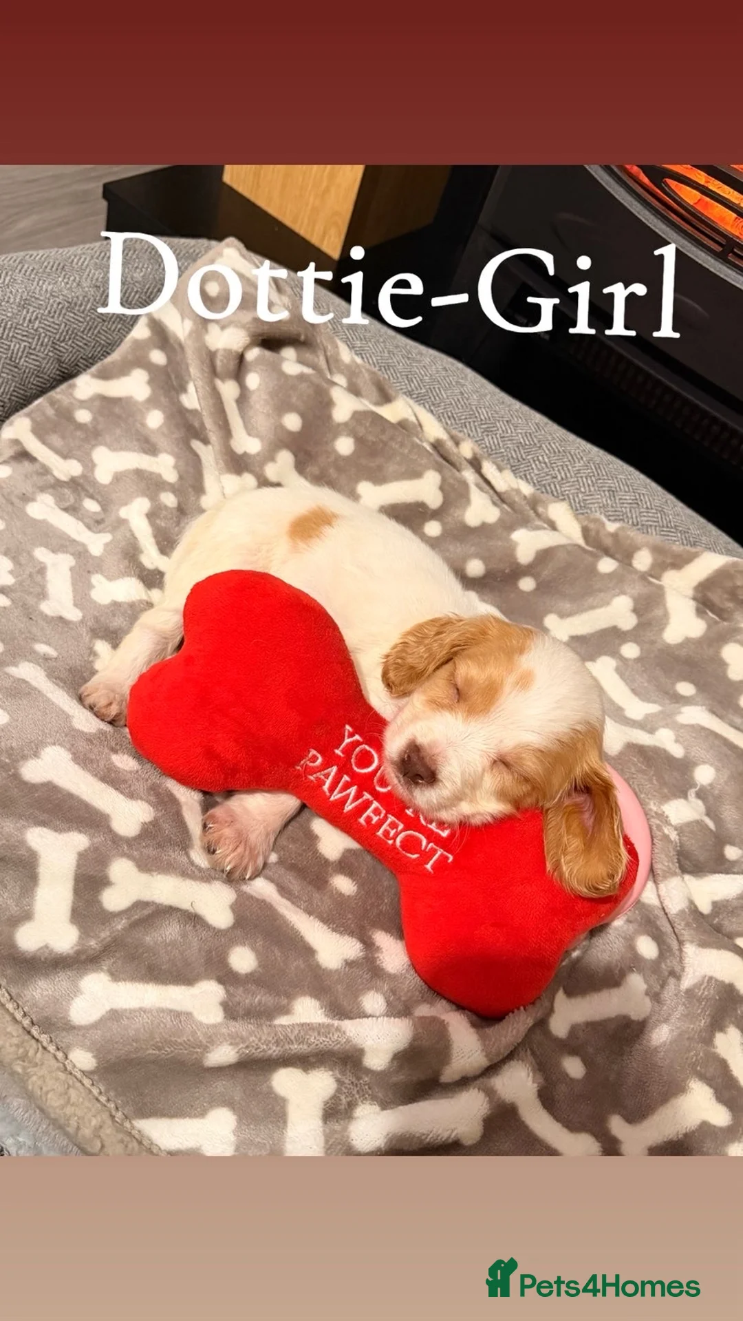 Cocker Spaniel dogs for sale: Cocker spaniel in Omagh - Advert 11