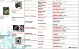 English Springer Spaniel dogs for sale: Fully trained ESS - Image 2