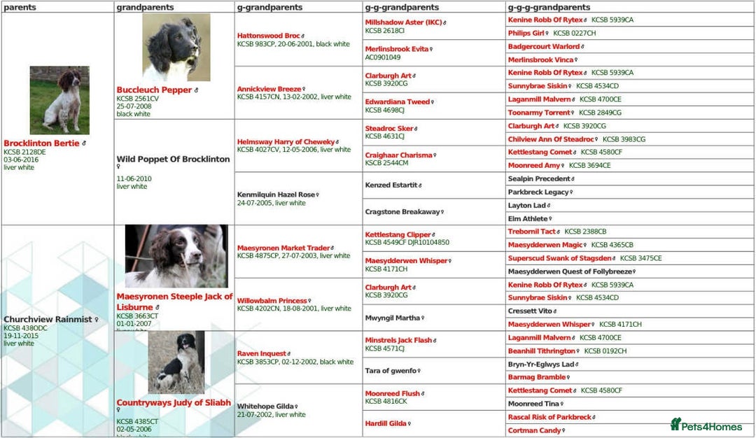 English Springer Spaniel dogs for sale: Fully trained ESS - Image 2