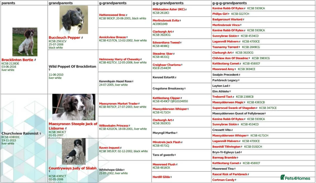 English Springer Spaniel dogs for sale: Fully trained ESS - Advert 2