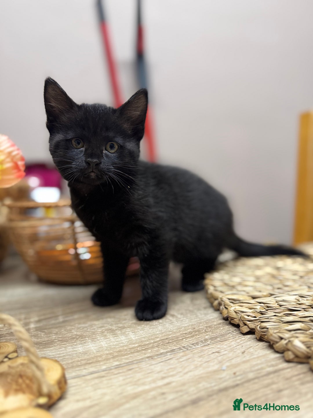 Mixed Breed cats for sale: 5 Male Kittens looking for their forever homes - Image 4