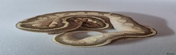 Snake reptiles for sale: Ball pythons  - Advert 19