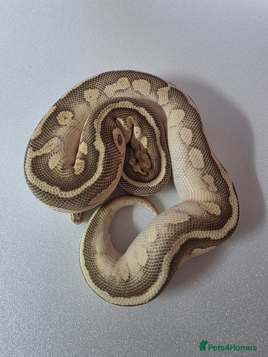 Snake reptiles for sale: Ball pythons  - Advert 19