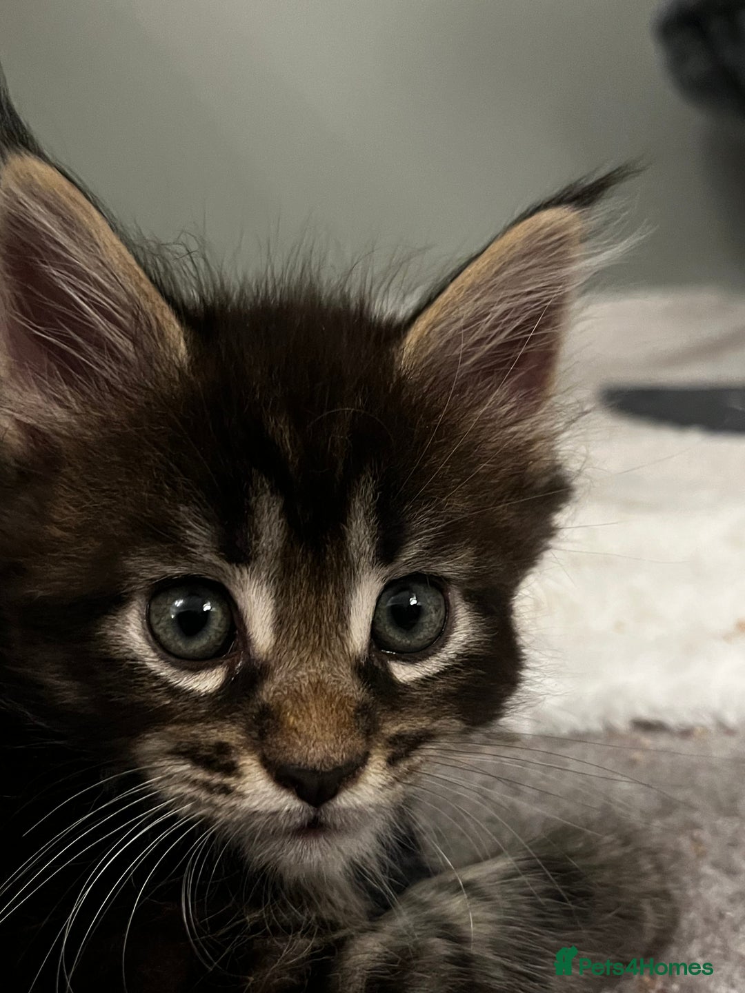 Maine Coon cats for sale:  Pedigree Maine Coon kittens - Advert 18