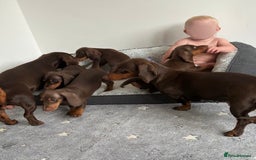 Miniature Dachshund dogs for sale: KC Registered Miniature Dachshund Puppies - Image 8
