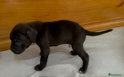 Cane Corso dogs for sale: Cane Corso Puppies for Sale - Image 36