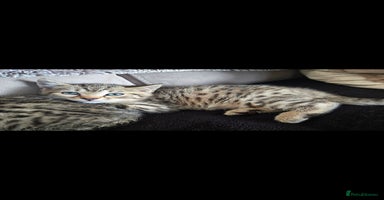 Bengal cats Bengal x brittish short hair kittens  - Advert 4