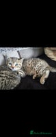 Bengal cats Bengal x brittish short hair kittens - Advert 3
