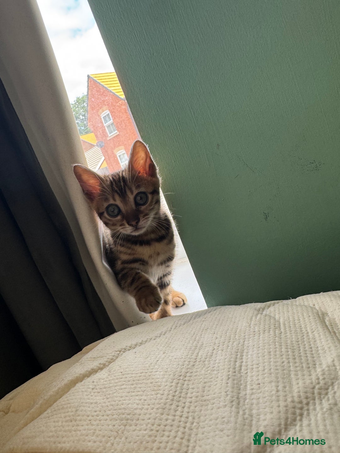 Bengal cats for sale: REDUCEDAbsolutely stunning Bengal Kittens READY in Hook - Image 23