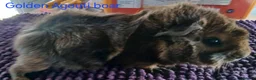 Guinea Pig rodents for sale: Rex and Funky boars and sows - Advert 12