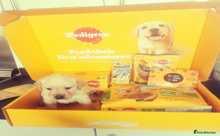Labrador Retriever dogs - Advert 2