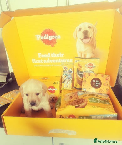 Labrador Retriever dogs - Advert 1